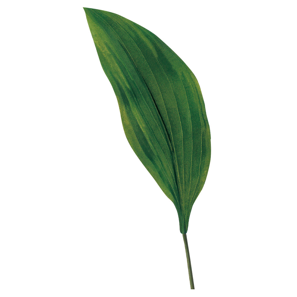 A-41040 ホスタリーフ（ギボウシ）