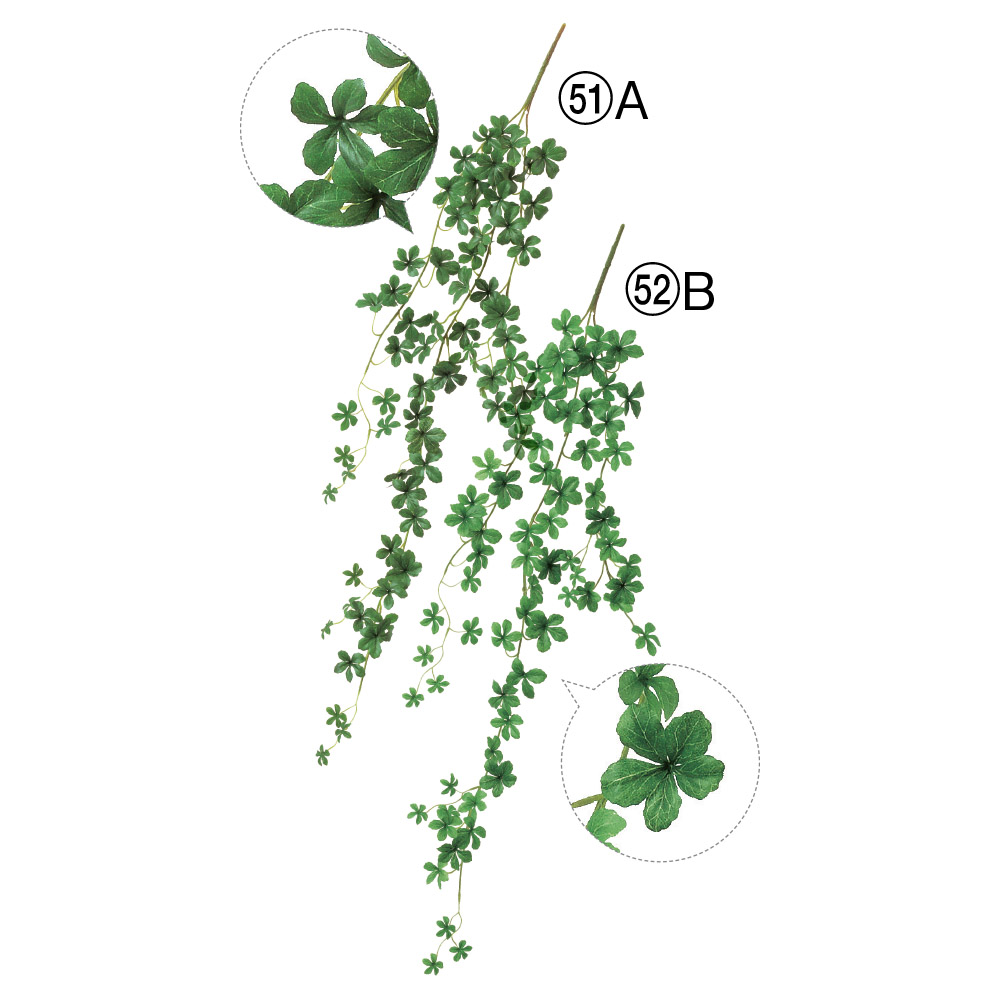 A-43082 ミニシサスアイビーバイン