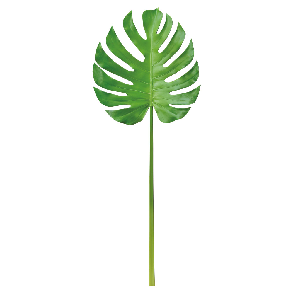 A-43904 モンステラ