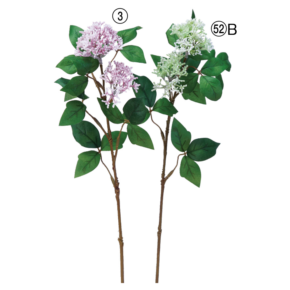 A-44020 シキミア