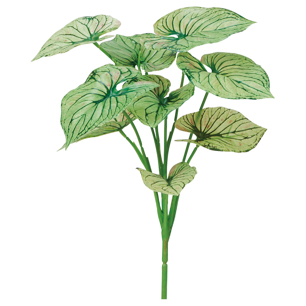 A-44160 カラジュームピック