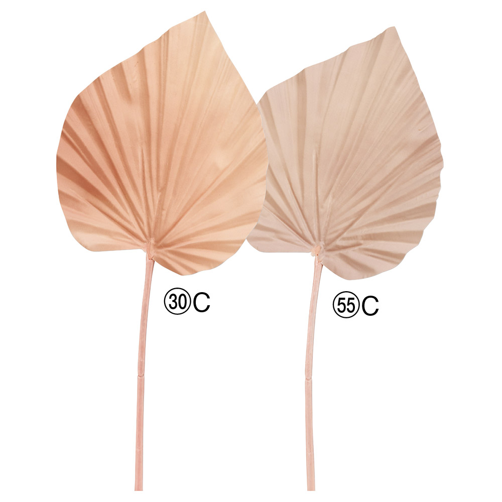 A-44225 パームリーフ