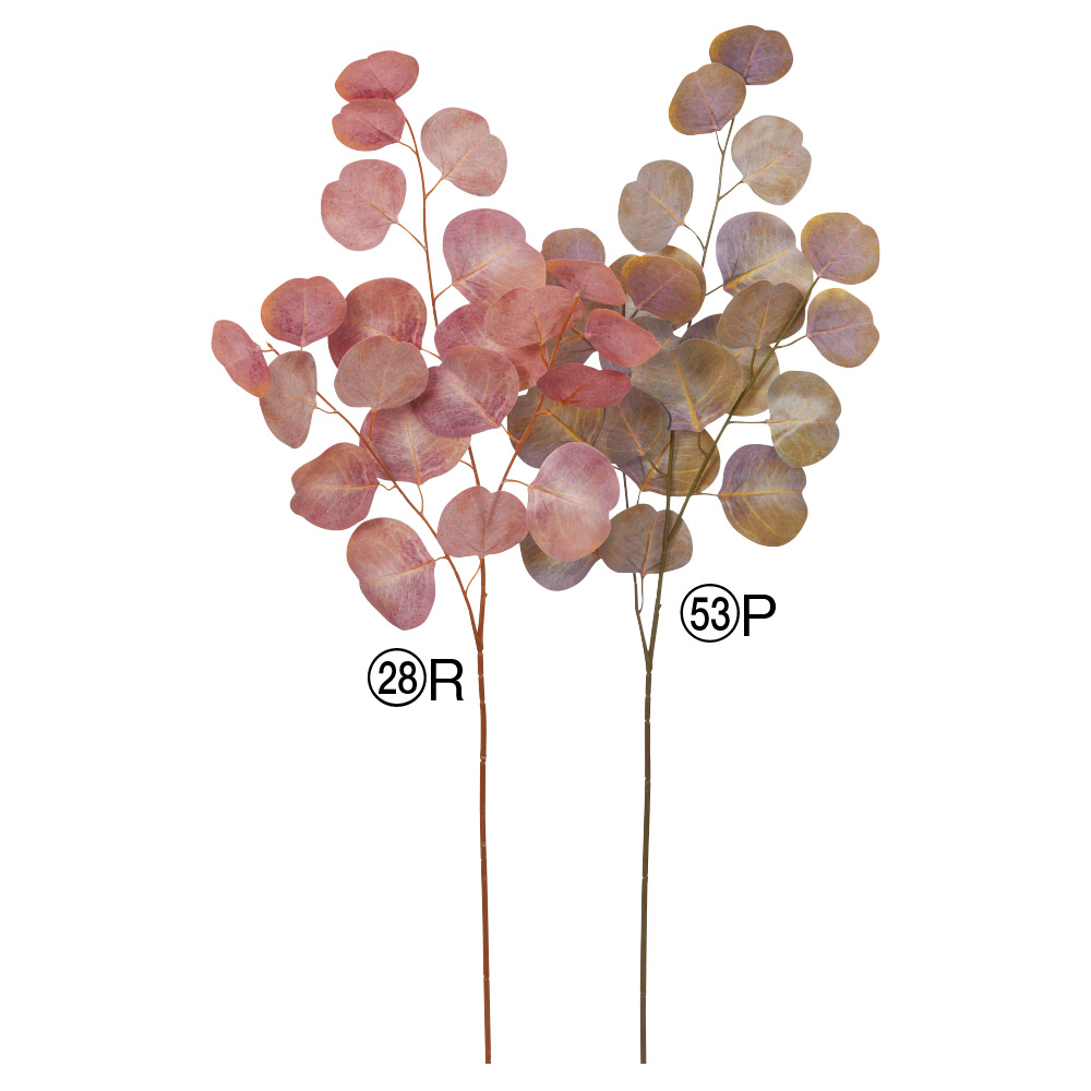 A-44305 ユーカリ