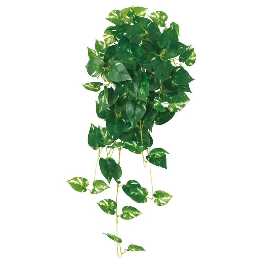 A-44626 ポトスハンギングブッシュ