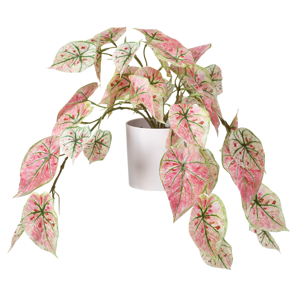 A-51051 カラジューム（ポット付）