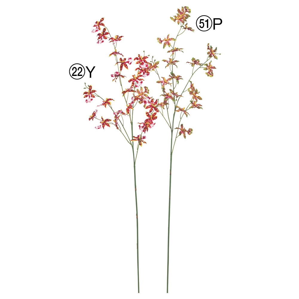 AP03032 オンシジューム×２２ つぼみ×７