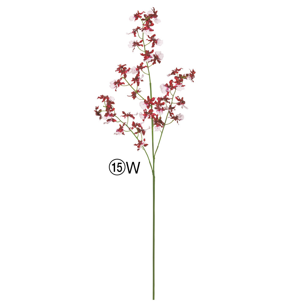 AP03049 オンシジューム×３９