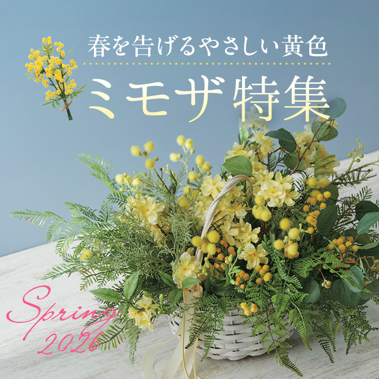 ミモザ特集
