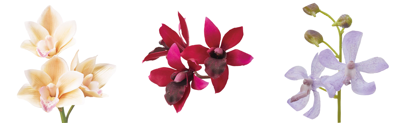 More Orchid Collection