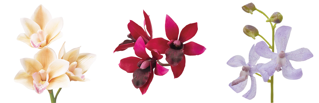More Orchid Collection